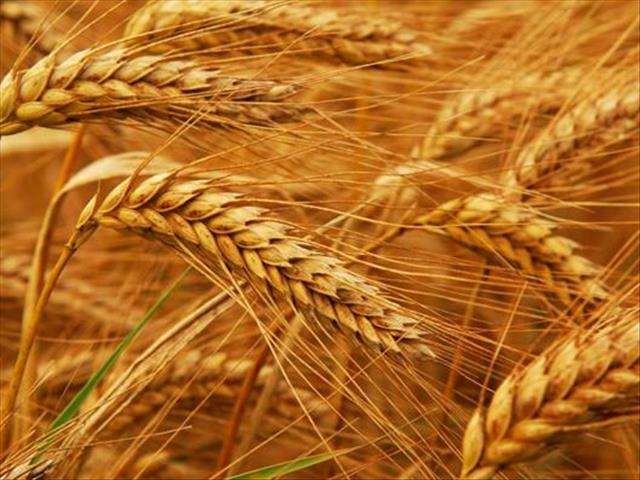 Senwes Grainlink: Hier is jou jongste Safex-pryse | News Article