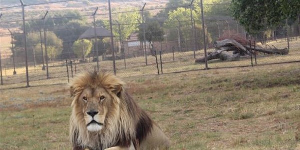 #WorldAnimalDay: Escalating wildlife exploitation a concern #WorldAnimalDay: Escalating wildlife exploitation a concern | News Article