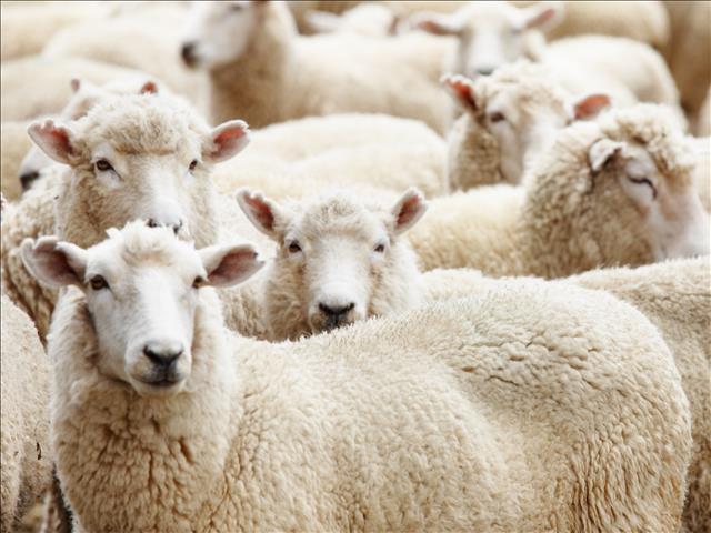 NSPCA to lay charges over live sheep on 'death ship' | News Article