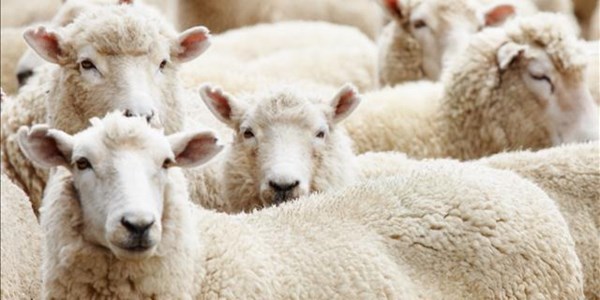NSPCA to lay charges over live sheep on 'death ship' | News Article