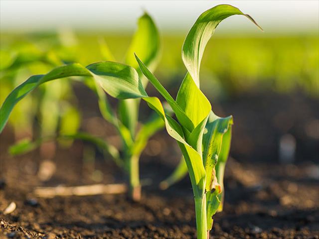 Senwes Grainlink: Hier is jou jongste Safex-pryse | News Article