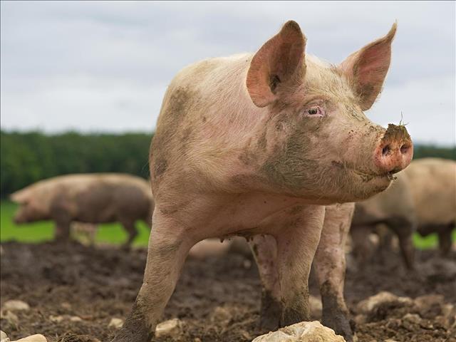 Varkpes-uitbreking in Noord-Kaap streng gemonitor | News Article