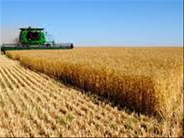 Large global grain supplies can help shortfalls in southern, eastern Africa  | News Article
