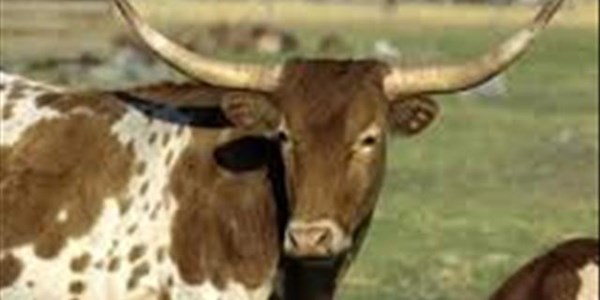 Roleplayers act swiftly to control foot-and-mouth disease outbreak in Limpopo | News Article