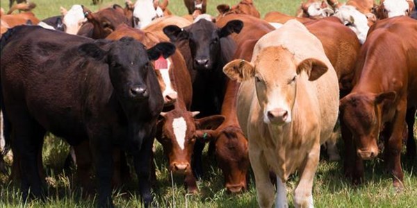 Landbounuus-podcast: Beheer van bek-en-klouseer belangrik Landbounuus-podcast: Beheer van bek-en-klouseer belangrik | News Article