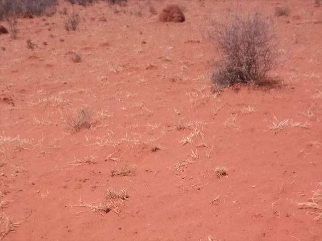 #Landbouhoop: Koeponstelsel in plek vir regeringsveevoerprojek in droogtegeteisterde NK | News Article