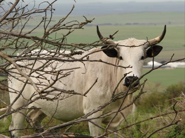 Landbounuus-podcast: Bek-en-klouseer slegte nuus vir uitvoere | News Article