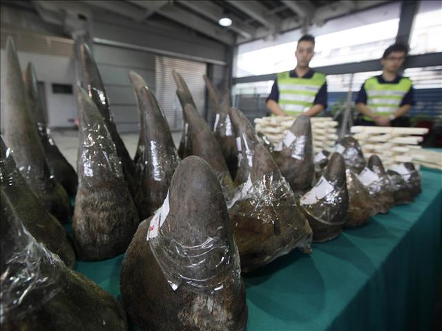 Fake rhino horns developed to flood illegal market | News Article
