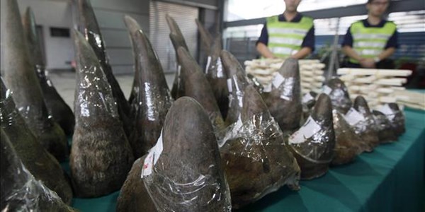 Fake rhino horns developed to flood illegal market | News Article