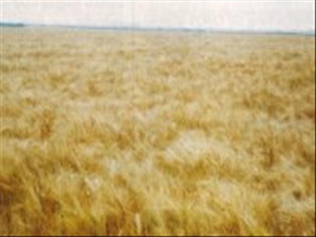Senwes Grainlink: Hier is jou jongste Safex-pryse | News Article