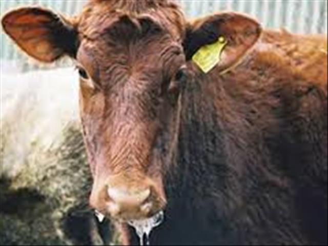 Kommersiële Limpopo-plaas onder kwarantyn ná nog ‘n bek-en-klouseer-uitbreking | News Article