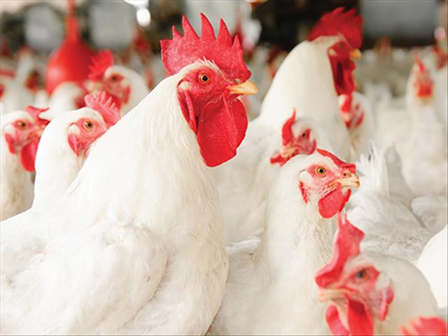 FairPlay: Master plan for poultry industry must be implemented accordingly | News Article