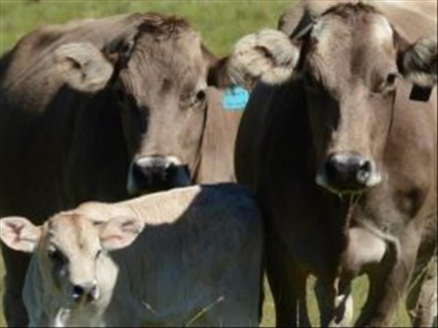 Almal, boere ook, moet verantwoordelikheid neem vir veesiektes | News Article
