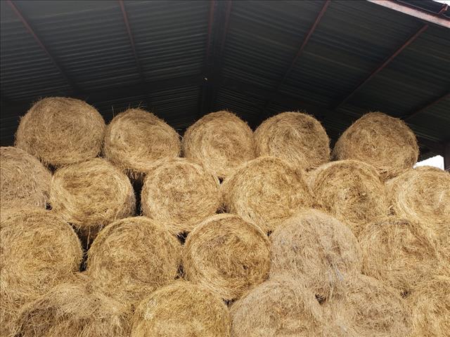 #AgriSA: Regeringsingryping broodnodig in droogtegeteisterde provinsies | News Article