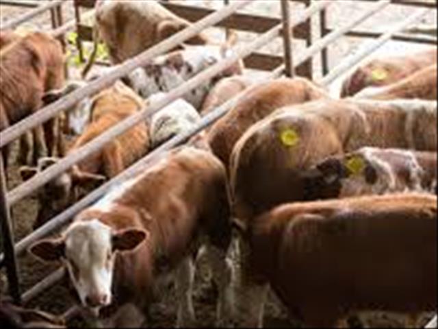 Landbounuus-podcast: Moratorium op veilings saai glo paniek | News Article