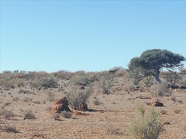 #SADrought: Fodder vouchers to be distributed in Namakwa this week | News Article