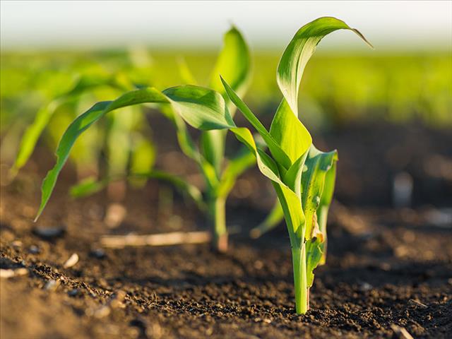 Senwes Grainlink: Hier is jou jongste Safex-pryse | News Article