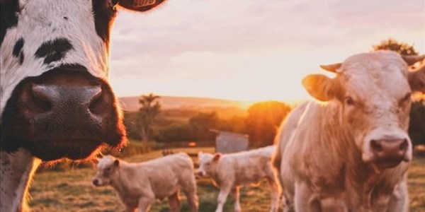 Agri podcast: Department serious about FMD Agri podcast: Department serious about FMD | News Article
