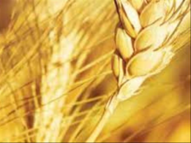 Senwes Grainlink: Hier is jou jongste Safex-pryse | News Article