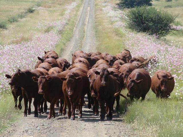 Hier is die weeklikse veilingspryse vir lewende hawe  | News Article