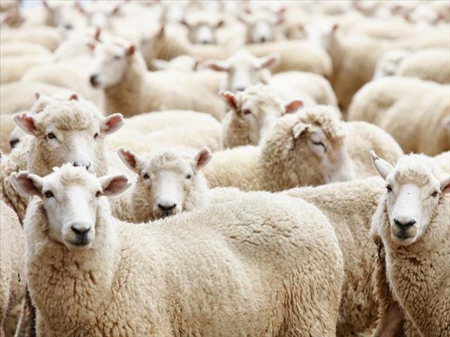 Ship with 14,600 sheep aboard capsizes off Romania | News Article