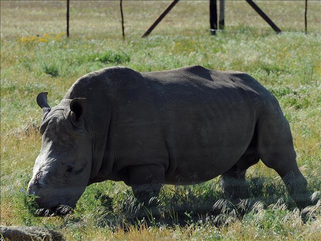 Five alleged rhino poachers arrested in Kruger National Park | News Article