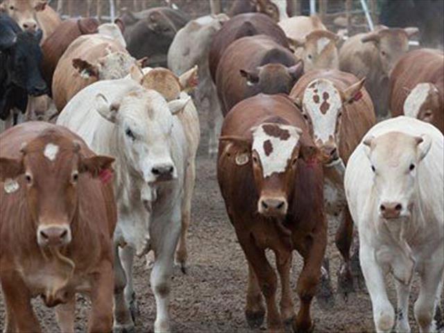 Kommer oor verspreiding van bek-en-klouseer-virus in Limpopo | News Article