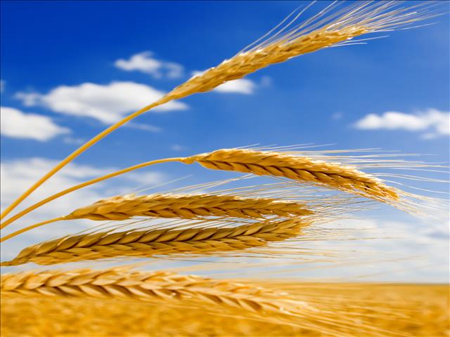 Senwes Grainlink: Hier is jou jongste Safex-pryse | News Article