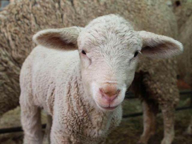 Hier is die weeklikse veilingspryse vir lewende hawe  | News Article