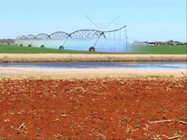 Mielieprodusente oorskry alle verwagtinge | News Article