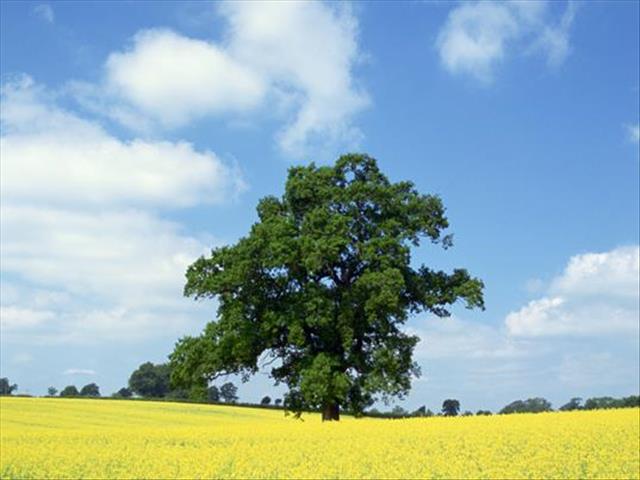  Foreign investors may challenge expropriation of their land | News Article
