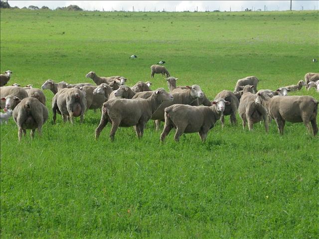 OVK-wolmarkverslag:  Wolvolumes in pakhuise verminder weekliks | News Article