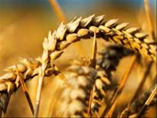 Senwes Grainlink: Hier is jou jongste Safex-pryse | News Article