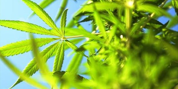 Cannabis expo kicks off in Bloemfontein Cannabis expo kicks off in Bloemfontein | News Article