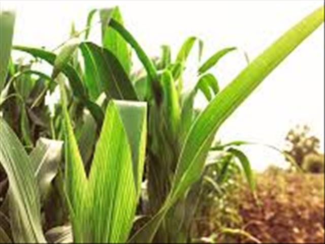 Senwes Grainlink: Hier is jou jongste Safex-pryse | News Article