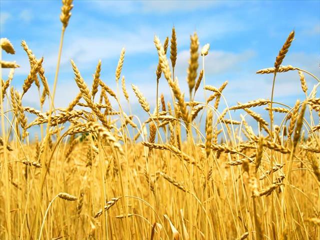 Landbounuus-podcast: Agri SA se rampbestuursentrum fokus op droogtesituasie | News Article