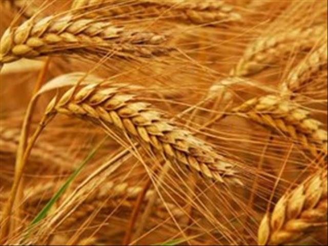 Senwes Grainlink: Hier is jou jongste Safex-pryse | News Article