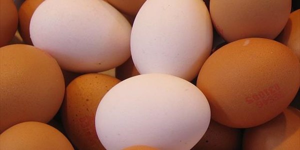 Man in India dies during challenge to eat 50 eggs | News Article