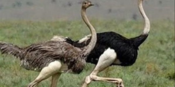 Twee volstruismaatskappye smelt saam Twee volstruismaatskappye smelt saam | News Article
