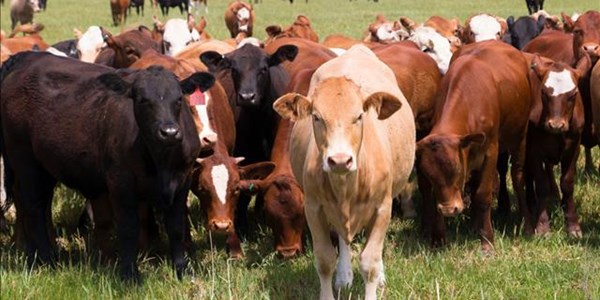 Landbounuus-podcast: Bek-en-klouseer in Limpopo geïdentifiseer Landbounuus-podcast: Bek-en-klouseer in Limpopo geïdentifiseer | News Article