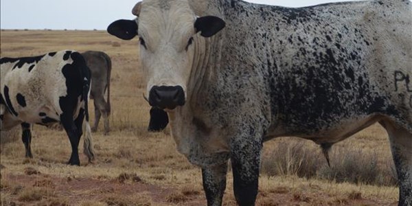 Landbounuus-podcast: Kommer oor impak van bek-en-klouseer Landbounuus-podcast: Kommer oor impak van bek-en-klouseer | News Article