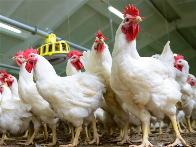 Landbounuus-podcast: FairPlay doen beroep op regering om hoenderprodukte uit Brasilië te verban | News Article