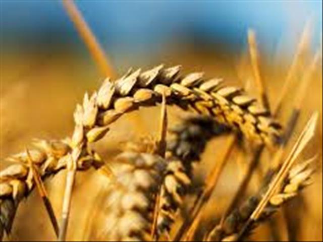 Senwes Grainlink: Hier is jou jongste Safex-pryse | News Article