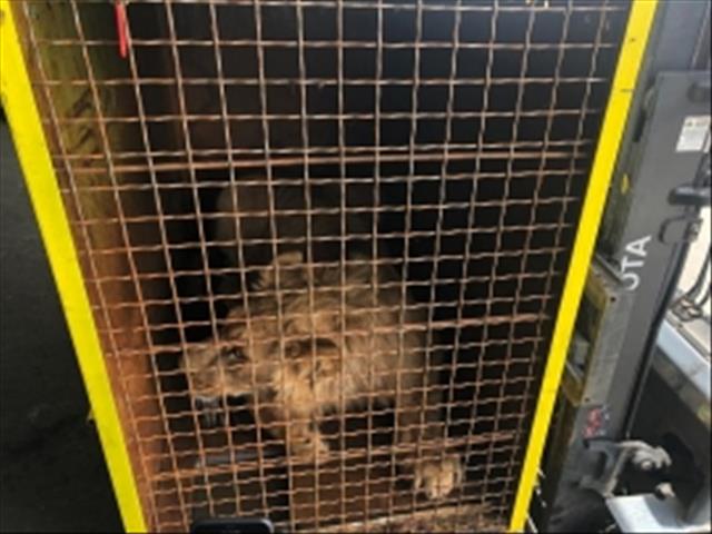Rescued lion cubs from Ukraine heading to North West | News Article