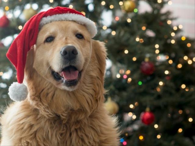 How about treating your pet with a gift this Christmas? | News Article