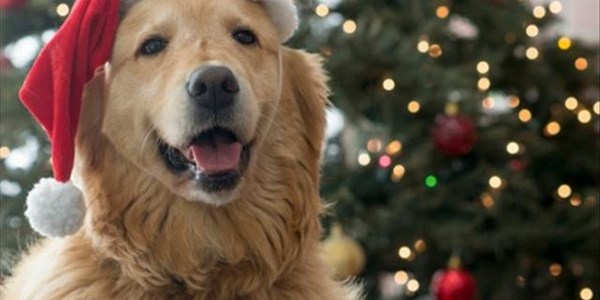 How about treating your pet with a gift this Christmas? | News Article