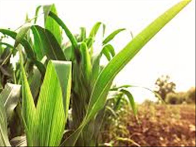  Senwes Grainlink: Hier is jou jongste Safex-pryse  | News Article