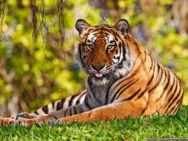 NSPCA lays charges against NW game farm owners over tiger abuse | News Article