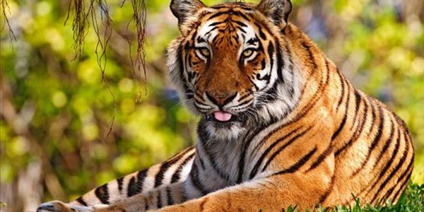NSPCA lays charges against NW game farm owners over tiger abuse | News Article