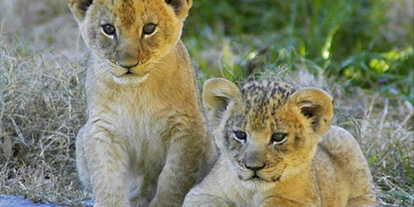 Lion cubs rescued from captivity in Ukraine | News Article